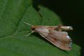 Agrotera nemoralis